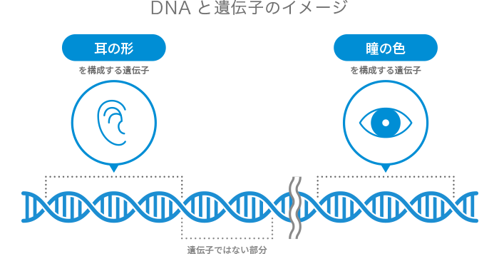 DNAと遺伝子のイメージ