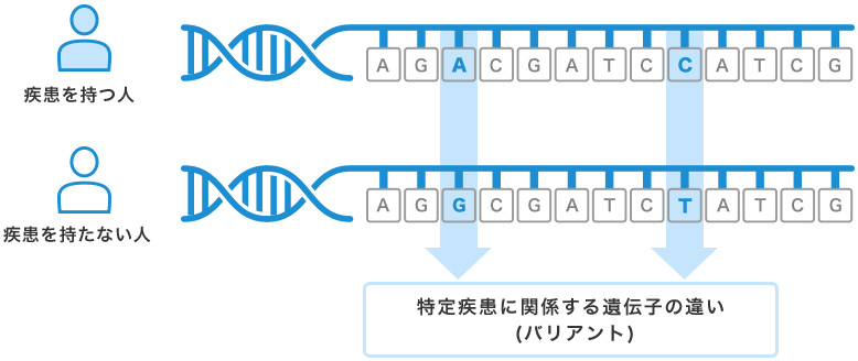 数十～数万の遺伝子の違いを調べ、ポリジェニックスコアを算出